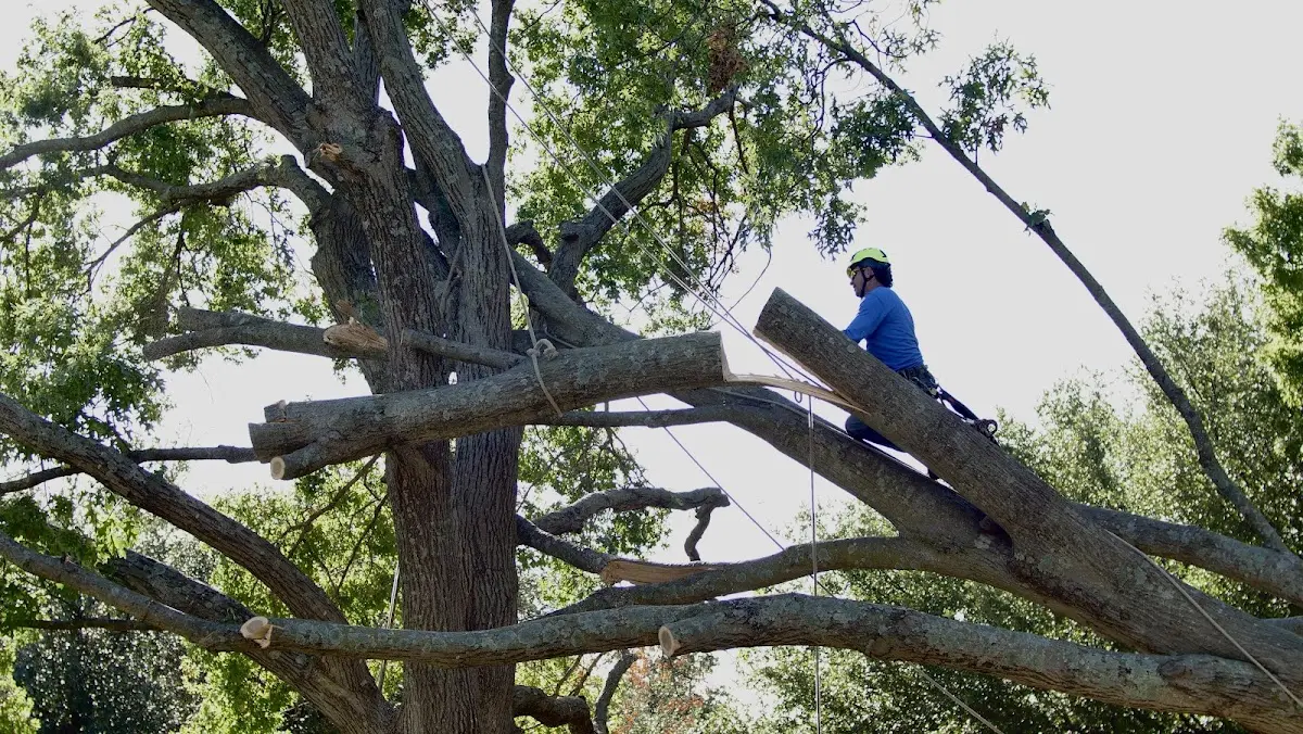 Professional Crown Thinning performed by certified arborists in Shickshinny