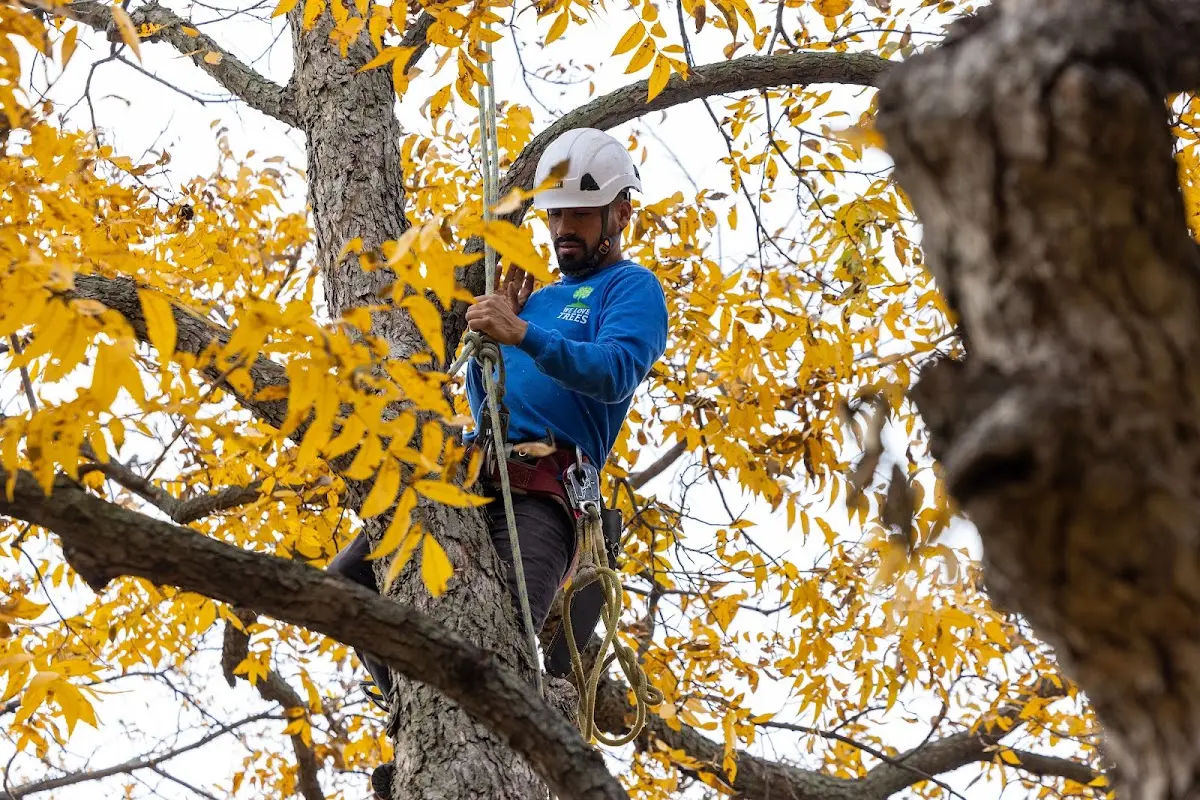 Skilled Tree Pruning crew working in Shickshinny
