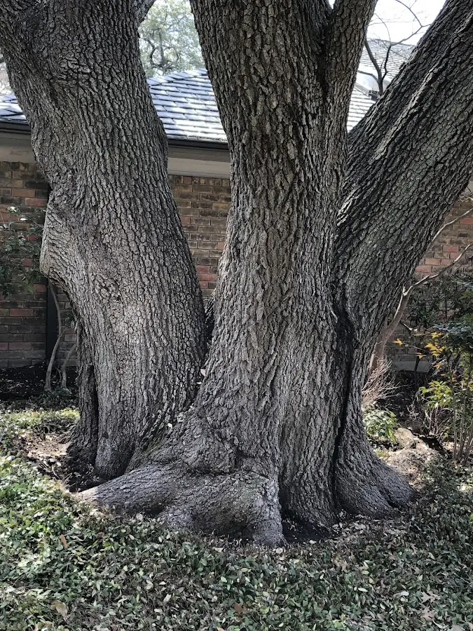 Mature heritage tree close to a Shickshinny property cared for by certified arborists